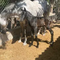 اسب مادیان با کره و کره از سهیل حیدر|اسب و تجهیزات اسبسواری|شهریار, شهرک امیریه|دیوار