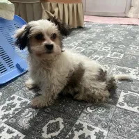 سگ شیتزو دوماهه