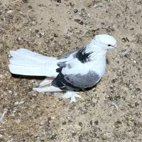 کبوتر پرشور بوشهری