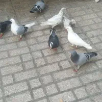 کبوتر|پرنده|گرگان, |دیوار