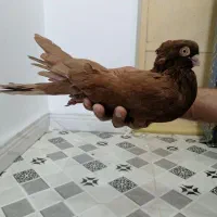 نر سرخ سربستانی|پرنده|شادگان, |دیوار