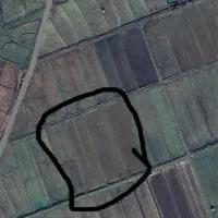 ۱ هکتار مزرعه برنج