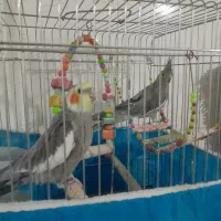 با سلام دوعددعروس هلندی باقفس