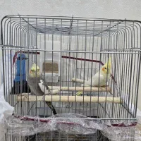 دو عدد عروس هلندی (نر)(ماده) به همراه قفس ۱۰۳۲