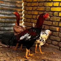 فروش یا معاوضه مرغ خروس