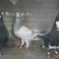 سه عدد کفتر سوراخ