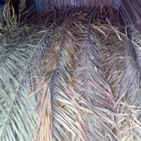 فروش پیش نخل