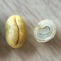 استخدام باریستا،شیفت صبح