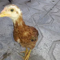 تعدادی مرغ و جوجه لاری محلی و یه دونه خروس|حیوانات مزرعه|شیروان (خراسان), |دیوار