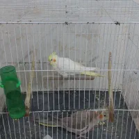 دو جفت عروس هلندی