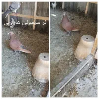دمگیر سیمونی هارونی