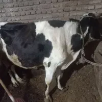 فروش یک راس گاو ماده با گوساله نر|حیوانات مزرعه|سبلان, |دیوار