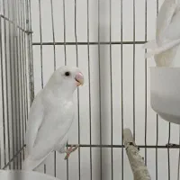 جا برایه پرنده