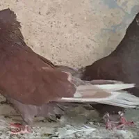 کفتر