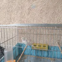 قناری مست|پرنده|چمران, |دیوار