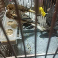 قناری نر وماده سه تا 2500|پرنده|تبریز, |دیوار