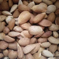 بادام درختی