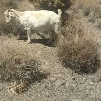 گوسفند بز آبستن سنگین|حیوانات مزرعه|گلزار, |دیوار