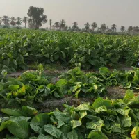 تنبک جاسکی|سازهای سنتی|میناب, |دیوار