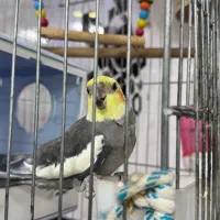 عروس هلندی با قفس