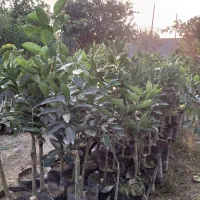 فروش نهال در پایه های ملو نارنج|خدمات باغبانی و درختکاری|گتاب, |دیوار