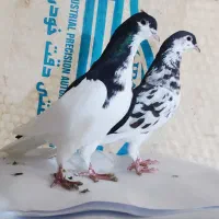کبوتر|پرنده|شیراز, کفترک|دیوار