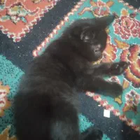 بچه گربه