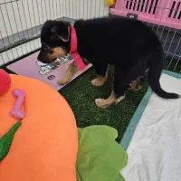 توله ژرمن شپرد ۷۰ روزه