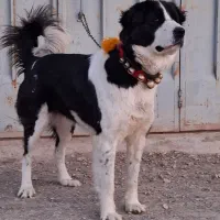 لاس قدرجونی