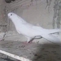 کبوتر سفید|پرنده|ارومیه, |دیوار