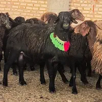 فروش ویژه گوسفند اصطلاح ژنتیکی همو و هترو