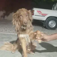 واگزاری سگ گلدن رایگان