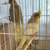 عروس هلندی لوتینوو چشم شرابی