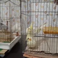 دو عدد عروس هلندی لوتینو نرو ماده و دو عددگل باقال