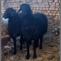 فروش بره نر ..فقط نقد|حیوانات مزرعه|گلپایگان, |دیوار