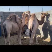 3عدد هاشمی 2سال فروشی