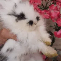 خرگوش مینی لوپ اصل