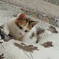 واگذاری گربه ماده