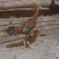 جوجه خروس لاری