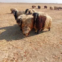 قوچ گله گوسفند داشت زاد و ولد نگهداری