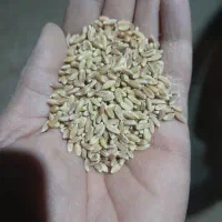 گندم|خوردنی و آشامیدنی|میان جلگه, |دیوار