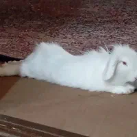 واگذاری خرگوش نیمه لوپ