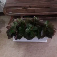 گل وگیاه|گل و گیاه طبیعی|اصفهان, بهارستان|دیوار