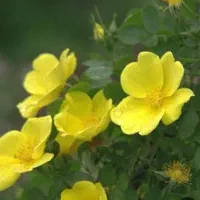 خرید گل زرد معطر