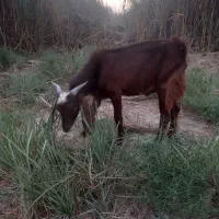 بزنر