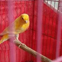 معاوضه قناری لاکی نر باسبز چمنی ماده|پرنده|شیراز, دست خضر|دیوار