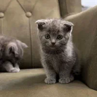 گرب فولد|گربه|بندرعباس, |دیوار