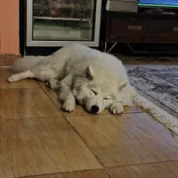 فروش سگ خونگی|سگ|ایلام, |دیوار