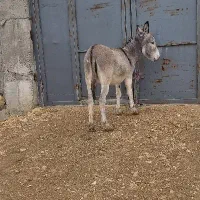 الاغ ماده 3ساله