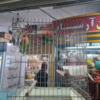 طوطی برزیلی کاملآ اهلی رام وبازیگوش با قفس|پرنده|اندیشه, اندیشه فاز ۴|دیوار